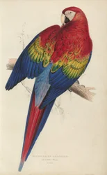 Illustrationen der Familie der Psittacidae oder Papageien, Tafel 7